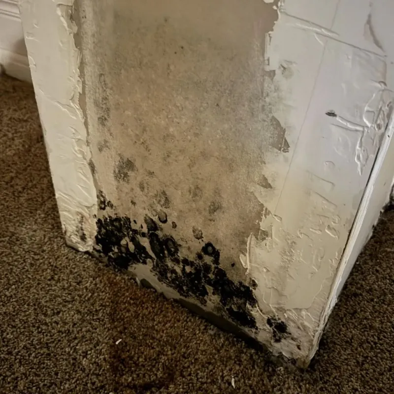 Professional Mold Removal in Walden, TN
